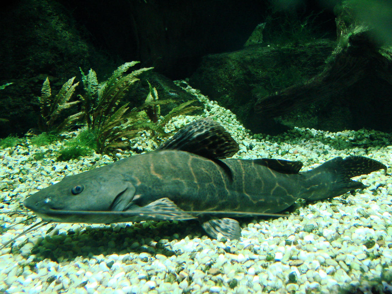 Perrunichthys perruno